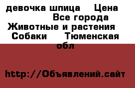 девочка шпица  › Цена ­ 40 000 - Все города Животные и растения » Собаки   . Тюменская обл.